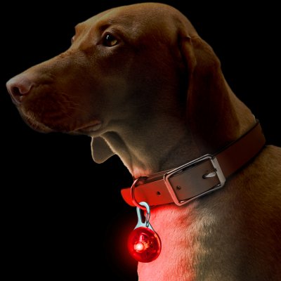 LED-Lampa för hund